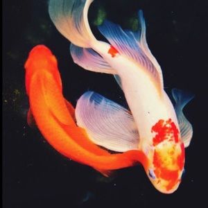 Meet your Posher, Amelia